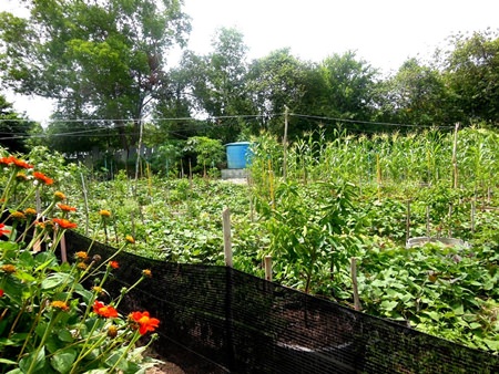 The vegetables are organic and fresh for the children.