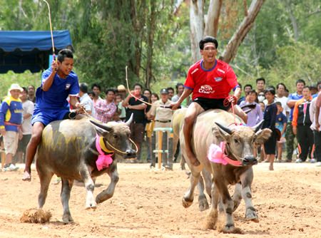 Buffalos & riders charge down the track with only victory in mind.