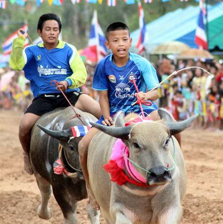 A junior jockey takes the lead on his albino buffalo.