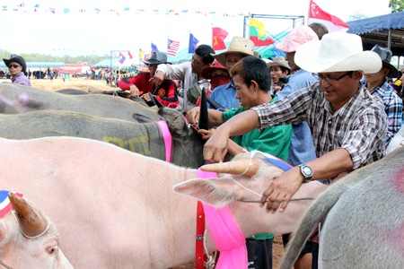 Great care goes into preparing the animals for the beauty pageant.
