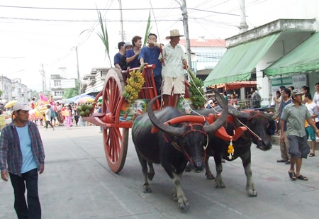Water buffalo with magnificent horns lead the opening parade.