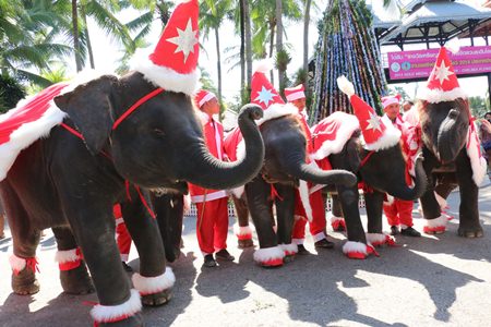 Nong Nooch Tropical Garden celebrated Christmas with young elephants dressed like Santa Claus.