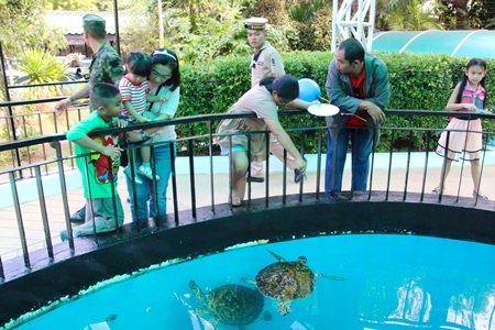 The sea turtles are a big attraction for the whole family at the Sea Turtle Conservation Center in Sattahip.
