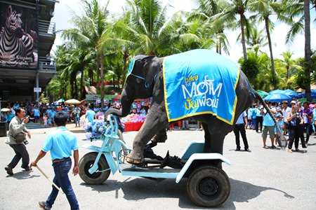 An elephant at Nong Nooch Tropical Gardens performs for the Ride for Mom event.