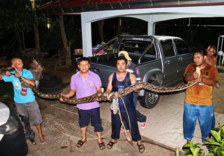 Rescue workers show off the huge python they pulled from under Boonsom Ramnutch’s house.