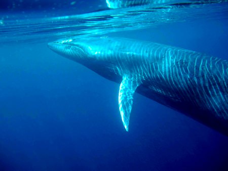 An underwater view of a Bryde’s whale off Thailand. (Photo courtesy “Morning Dew” via Wikipedia.)