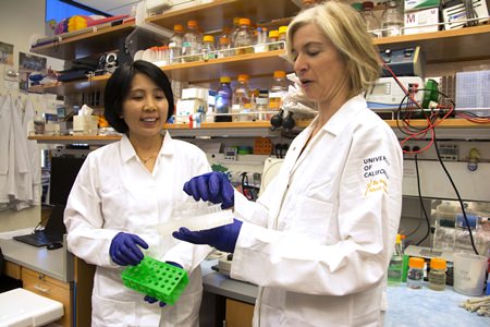 In this photo provided by UC Berkeley Public Affairs, taken June 20, 2014, Jennifer Doudna, right, and her lab manager, Kai Hong, work in her laboratory in Berkeley, Calif. (Cailey Cotner/UC Berkeley via AP)
