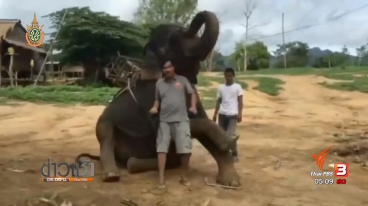 Baby elephant which saved a British schoolgirl from tsunami has been found