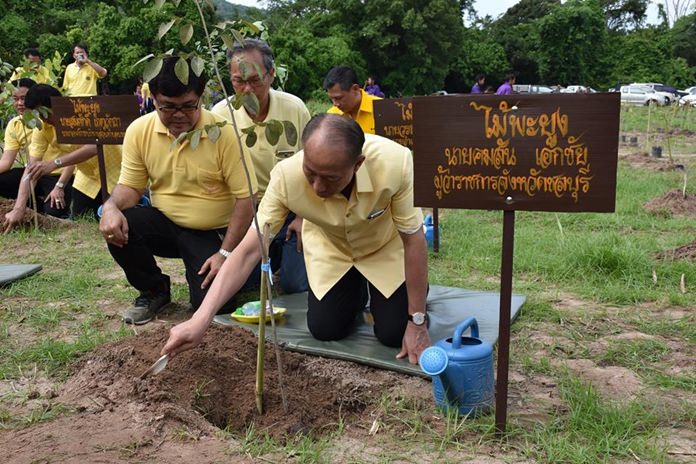 Chonburi Gov. Khomsan Ekachai helps plant one of 7,000 seedlings in HM the King’s name at Khao Kheow Zoo’s wildlife sanctuary on Khao Chompoo.