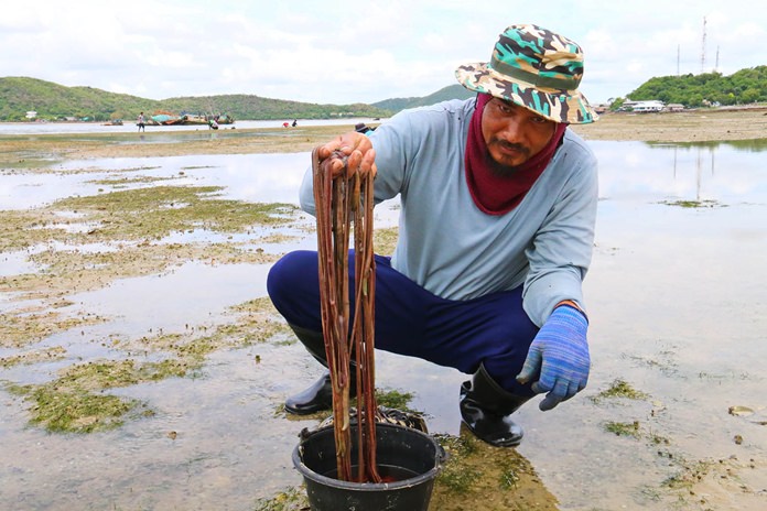 Maithree Pabchompu and his family (background) have been hunting marine blood worms for more than 10 years.