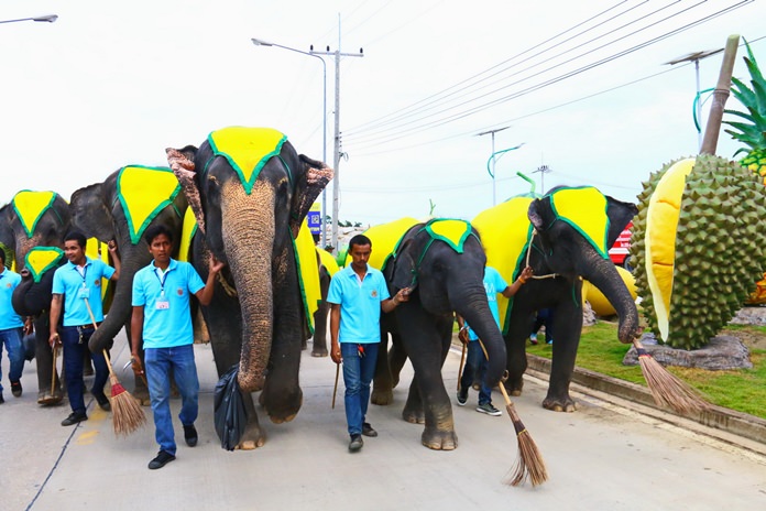 Elephants join the fun in cleaning up the streets leading to Nong Nooch Tropical Gardens.