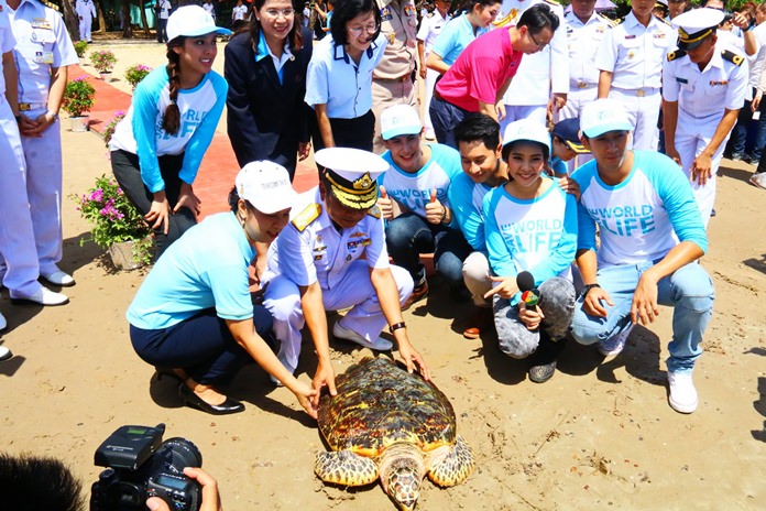 Among the turtles released was a 5-year-old green turtle breeder and a 10-year-old hawksbill sea turtle saved by the center