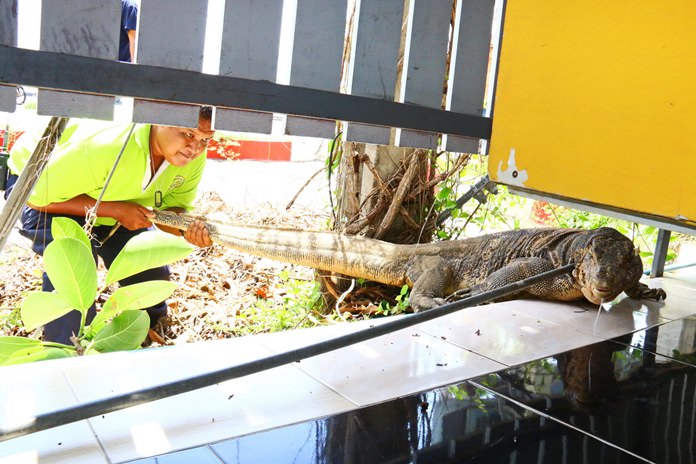 A giant monitor lizard created chaos in Sattahip after it wandered into a seafood restaurant and refused to leave, scattering frightened tourists. Shown here, an animal-control officer grabs the monster by the tail and tries to drag it out where others could help subdue it.