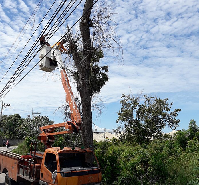 Workers from when the Provincial Electricity Authority sheared off the branches of a dead tree perilously hanging over power lines.