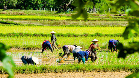 Farmers receive 2,000 baht for every rai of non-rice crops planted