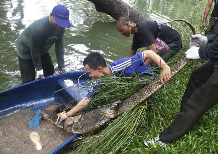 Officers catch a monitor lizard in a snare at Lumpini Park in Bangkok, Tuesday, Sept. 20. (AP Photo/Sakchai Lalit)