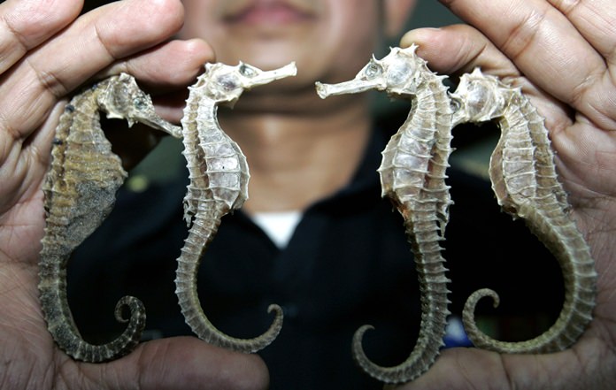 In this March 16, 2007 file photo, a Thai customs official shows confiscated seahorses during a press conference in Bangkok. Thailand, the biggest exporter of seahorses, is suspending trade in the animal because of concern about threats to its wild population. (AP Photo/Sakchai Lalit, File)
