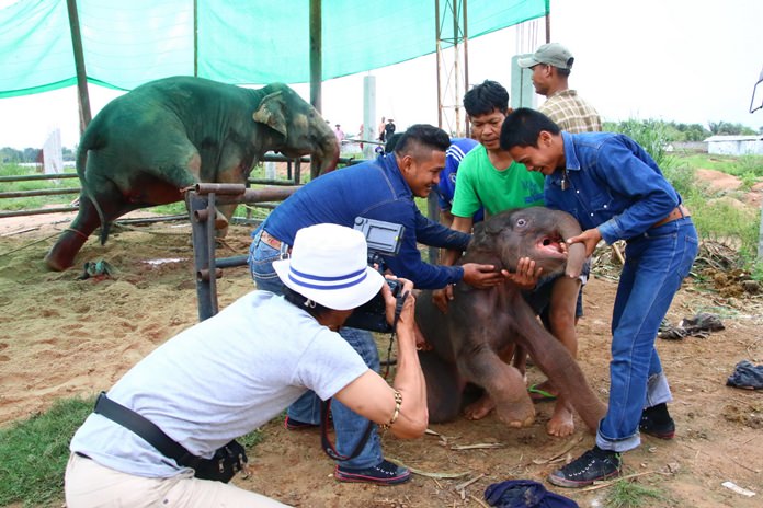 A Nong Nooch Tropical Garden employee was hurt, but workers were able to bring the frightened newborn elephant to safety away from its rampaging mother.