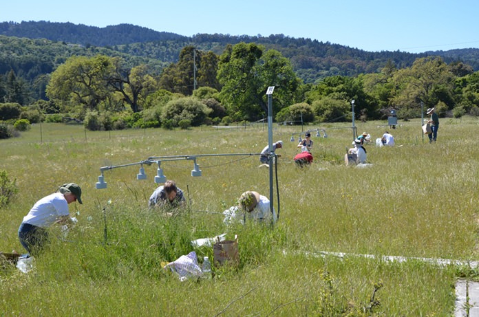 In this photo provided by Stanford University, participants in the Jasper Ridge Global Change Experiment sampled plots of the grassland ecosystem. For 17 years with experiments on more than one million plants, scientists put future global warming to a real world test, growing California flowers and grasslands with extra heat, carbon dioxide and nitrogen to simulate a not-so-distant future. The results contradict a common talking point by people who downplay the threat of global warming and reject the science. (Nona Chiariello/Stanford University via AP)