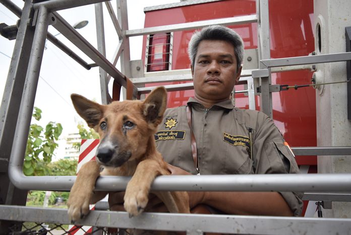 Disaster Prevention and Mitigation Department officer Yuttanan Fuangfoo and his partner used a basket truck to save a skinny dog stranded on the third-floor balcony of an abandoned building.