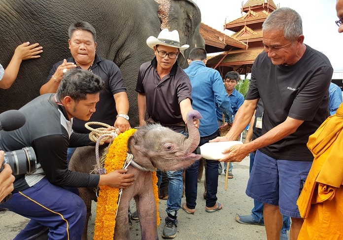 Park Director Kampol Tansajja has his Nong Nooch Tropical Garden nursing back to health a baby elephant abandoned in the wild by its mother.