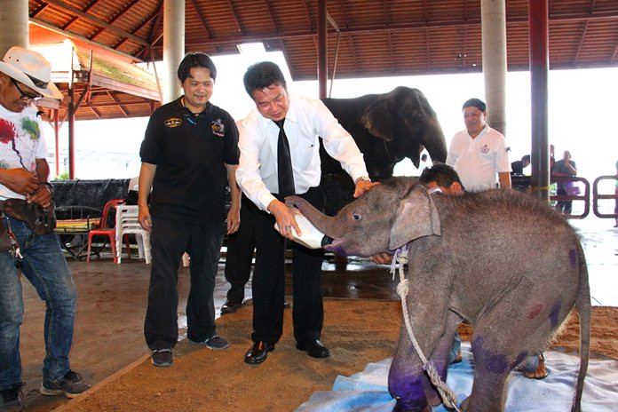 Sattahip’s district chief Noraset Sritapatso visited Nong Nooch Tropical Garden to check on a baby elephant rescued earlier from the wild.