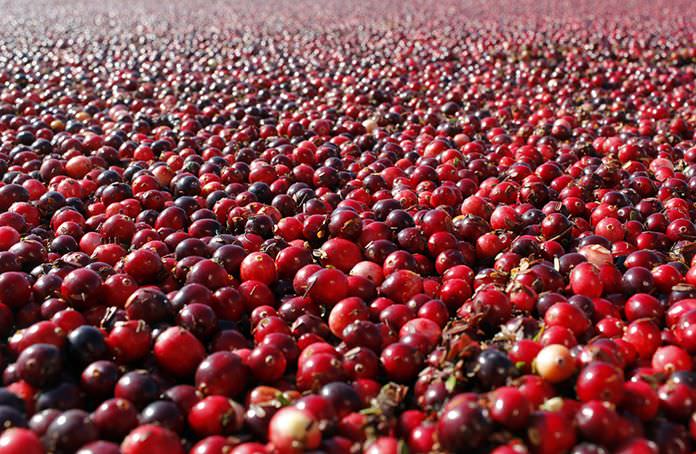 In a study published Thursday, Oct. 27, 2016 in the Journal of the American Medical Association, cranberry capsules didn’t prevent or cure urinary infections in nursing home residents. The research adds to decades of conflicting evidence on whether cranberries in any form can prevent extremely common bacterial infections. (Mark Bugnaski/Kalamazoo Gazette - MLive Media Group via AP)