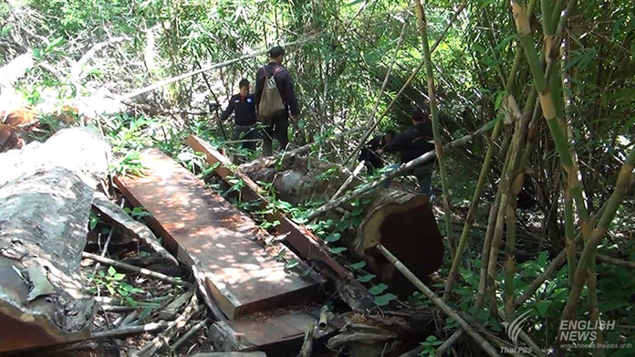 200-year old Makamong tree felled by illegal loggers