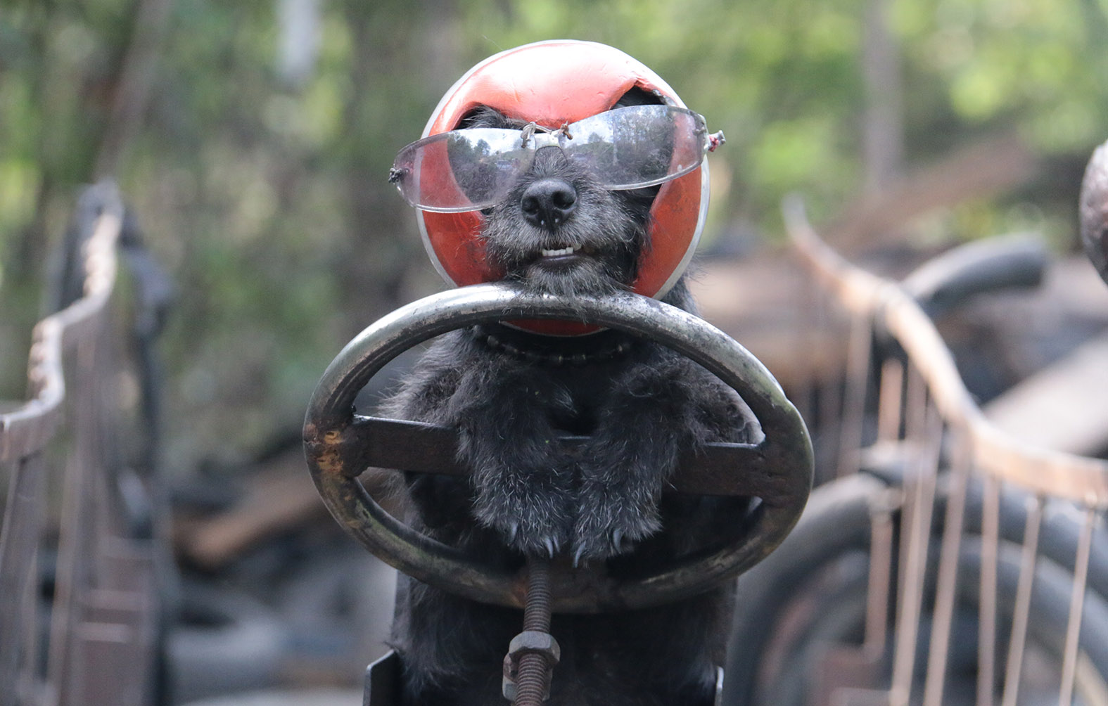 Nasan the poodle traded in his cap for a helmet when Sawang traded in his bicycle for a motorbike with sidecar and trailer.