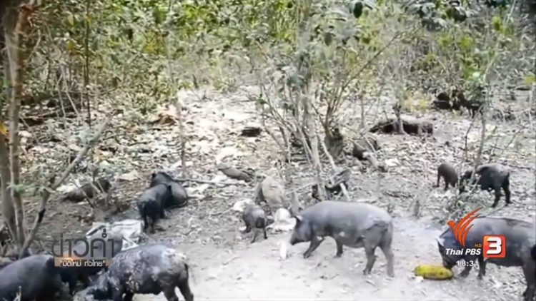 Thailand News 04-03-17 2 PBS Anyone wants wild boars for raising 1jpg