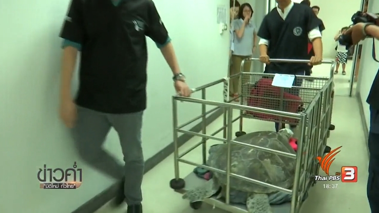 Thailand News 07-03-17 3 PBS Green sea turtle safe after surgery to remove over 900 coins from its stomach 2