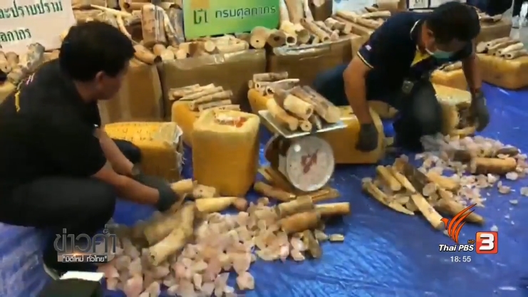 Thailand News 08-03-17 2 PBS Customs seized 17 million baht worth of African ivory 4