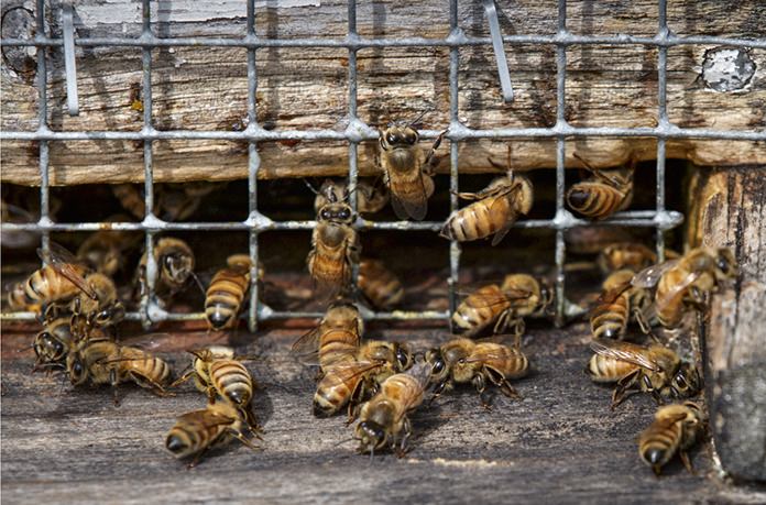 Honeybees work in a hive located in an apple grove at Hartland Orchard, a family farm near the Blue Ridge Mountains in Markham, Va. A U.S. survey of beekeepers released on Thursday, May 25, 2017 found improvements in the outlook for troubled honeybees. Winter losses were at the lowest levels in more than a decade with only 21 percent of the colonies dying. (AP Photo/J. Scott Applewhite)
