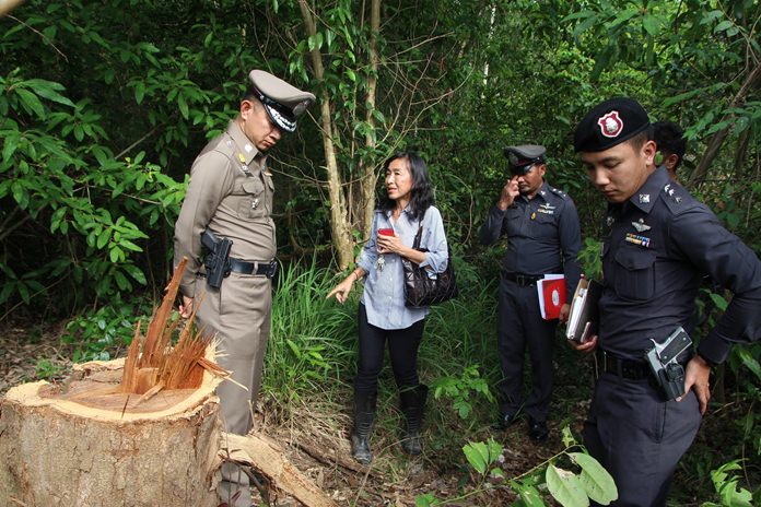 Kajita Montienvichienchai called police after poachers left behind only the stumps of two Siamese Rosewood trees on private property.