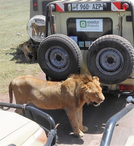 George Wilson said one of the great things about his trip was viewing the animals, such as this lion roaming free in its natural habitat, rather than caged in some zoo.