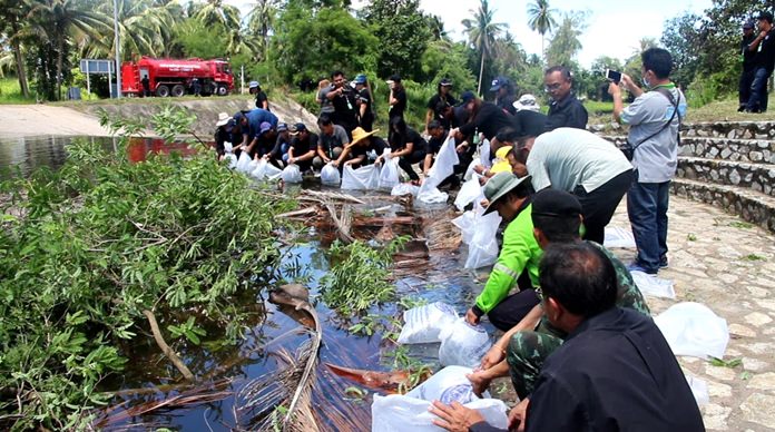 Banglamung District and Nong Plalai Sub-district released more than 20,000 fish to help revitalize the marine ecosystem.