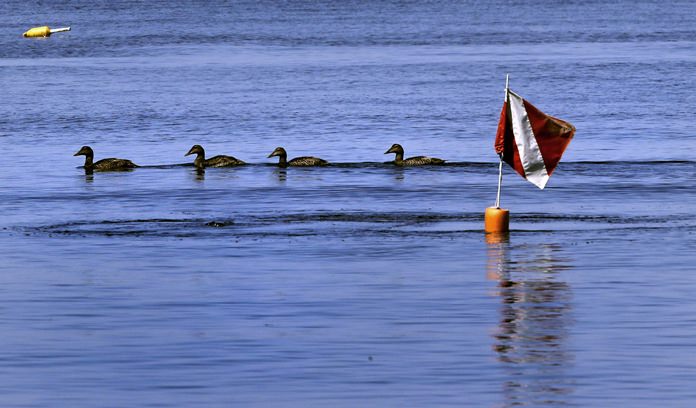 In this June 15, 2017, photo, a string of ducks paddle past a warning flag over research divers, out to collecting samples of a red shrub-like seaweed, in the waters off Appledore Island, Maine. (AP Photo/Charles Krupa)