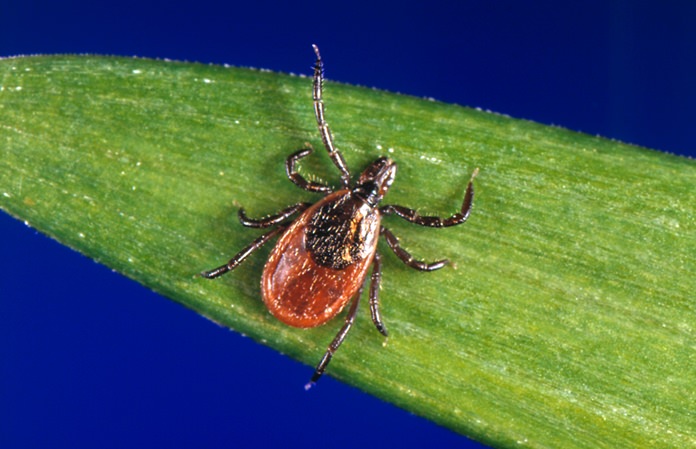 In this undated photo provided by the U.S. Centers for Disease Control and Prevention (CDC), a blacklegged tick - also known as a deer tick. Diagnosing if a tick bite caused Lyme or something else can be difficult but scientists are developing a new way to catch the disease early, using a “signature” of molecules in patients’ blood. (CDC via AP)