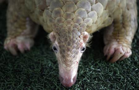 A Thai customs official displays one of 136 pangolins and 450 kgs. (992 lbs.) of pangolin scales it seized, estimated to be worth over 2.5 million baht (USD$75,278) during a press conference at the Customs Department headquarters in Bangkok, Thailand.(AP Photo/Sakchai Lalit)