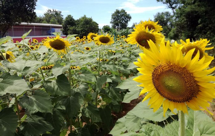 Yellow flowers, including these sunflowers, are being planted throughout town in memory of HM the Late King.