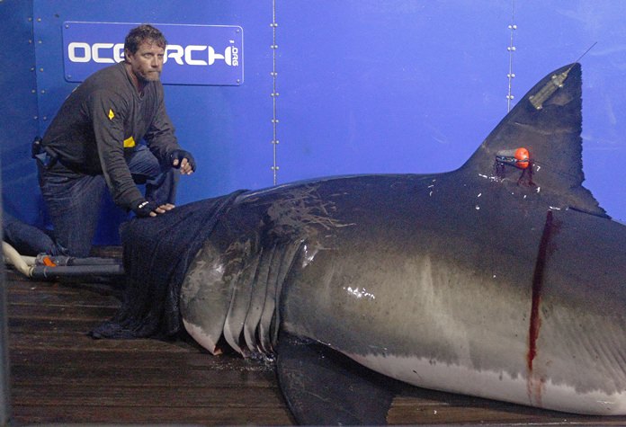 In this Sept. 13, 2012 file photo, Captain Brett McBride places his hand on the snout of the crew’s first specimen while scientists collect blood, tissue samples and attach tracking devices on the research vessel Ocearch off the coast of Chatham, Mass. Before release, the nearly 15-foot, 2,292-pound great white shark was named Genie for famed shark researcher Eugenie Clark. (AP Photo/Stephan Savoia, File)