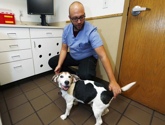 In this Monday, Oct. 30, 2017, photo, Luke Byerly tends to his 14-year-old beagle, Robbie, during a break at Byerly’s job as a technician at a veterinary clinic in east Denver. Byerly is using CBD, a non-psychoactive component of marijuana, oil to treat the dog’s arthritis. (AP Photo/David Zalubowski)