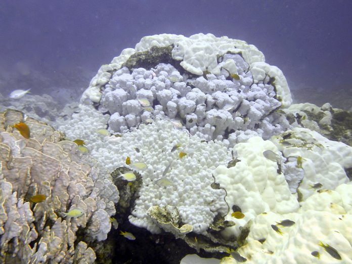 This July 2010 photo provided by NOAA shows bleached corals at Koh Racha Yai, Thailand. A study released on Thursday, Jan. 4, 2018 finds that severe bleaching outbreaks are hitting coral reefs four times more often they used to a few decades earlier. (Mark Eakin/NOAA via AP)
