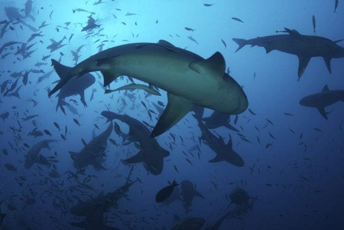 A school of silhouetted bull sharks (Carcharhinus leucas) circle for food near the ocean's surface. (AP Photo | Keith A. Ellenbogen)