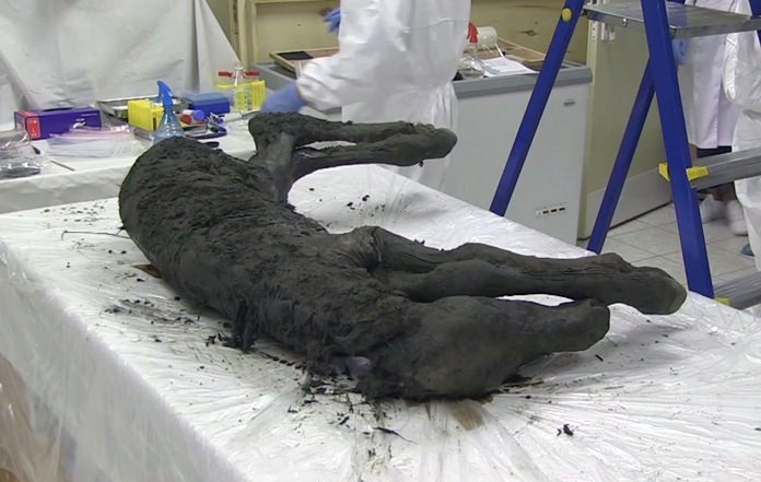 In this image made from video, scientists examine the fossil of a horse in Yakutia, Russia, Thursday, Aug. 23. Scientists from Russia’s Northeast Federal University said that the foal is estimated to be 30,000 to 40,000 years old. (AP Photo)