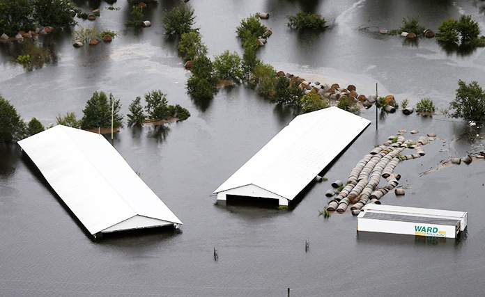 A hog farm is inundated with floodwaters from Hurricane Florence near Trenton, N.C., Sunday, Sept. 16. The industrial-scale farms contain vast pits of animal feces and urine that can pose a significant pollution threat if they are breached or inundated by floodwaters. (AP Photo/Steve Helber)