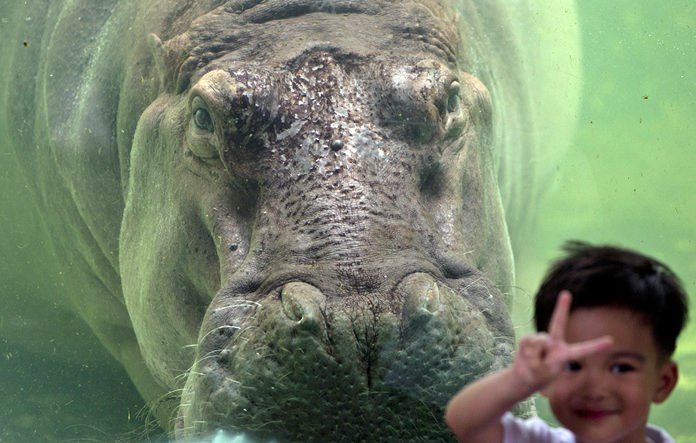 A child poses for a picture standing next to female hippopotamus named Mali at the Dusit Zoo. (AP Photo/Gemunu Amarasinghe)