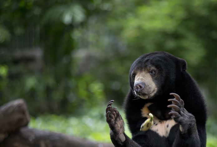 A Malayan Sun bear unsuccessfully tries to catch a banana tossed by a zoo-keeper. (AP Photo/Gemunu Amarasinghe)