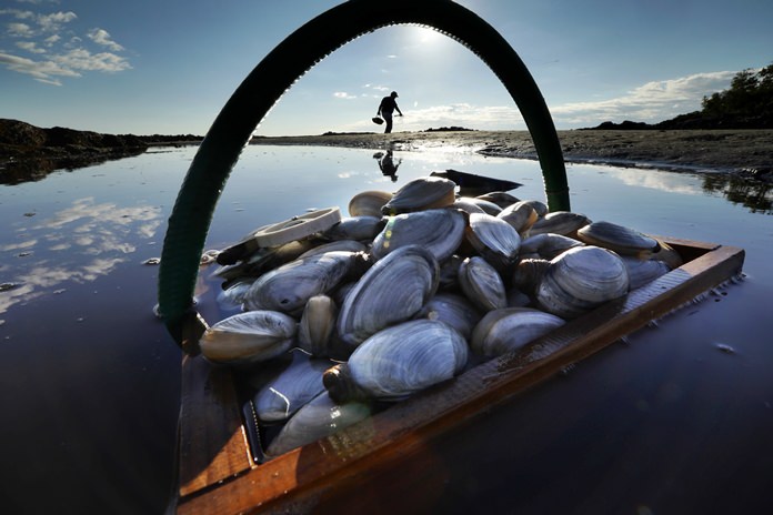 In this Sept. 2, 2016, file photo, a friend’s basket of clams sits in the water as Mike Suprin, of Rollinsford, N.H., calls it a day after filling his basket with softshell clams at Cape Porpoise in Kennebunkport, Maine. A study by National Oceanic and Atmospheric Administration scientists released in 2018 concluded that valuable species of shellfish, including softshell clams, have become harder to find on the East Coast because of degraded habitats caused by a warming environment. (AP Photo/Robert F. Bukaty, File)