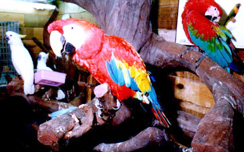 animal.jpg (39163 bytes)